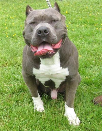 American Pit Bull Puppies for Sale